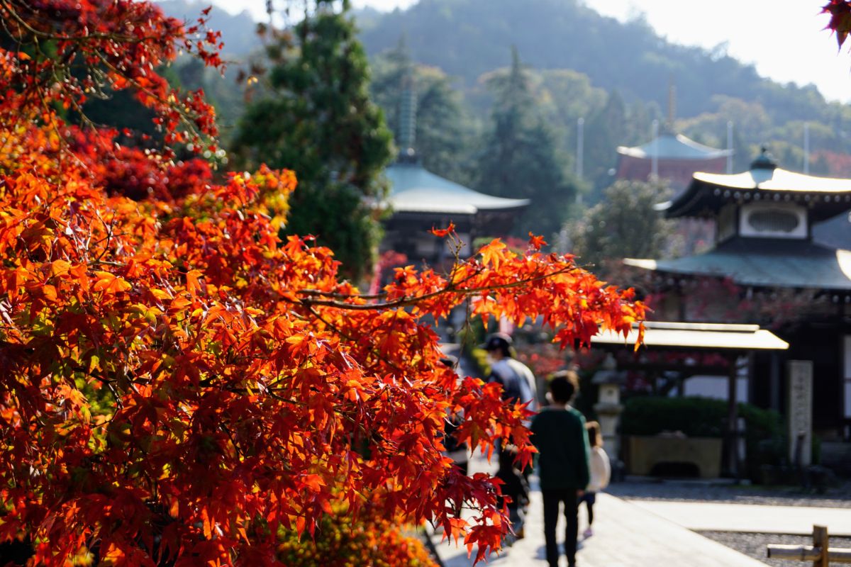 とある秋の日　寺院の紅葉
