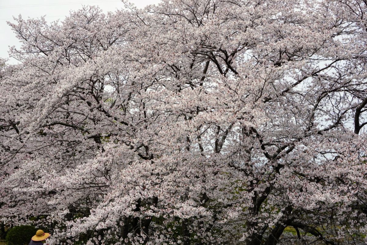 浅口市妙押印　桜の大木　2023