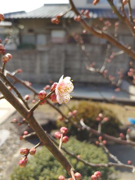 2022.2月某日　梅の花が咲いた