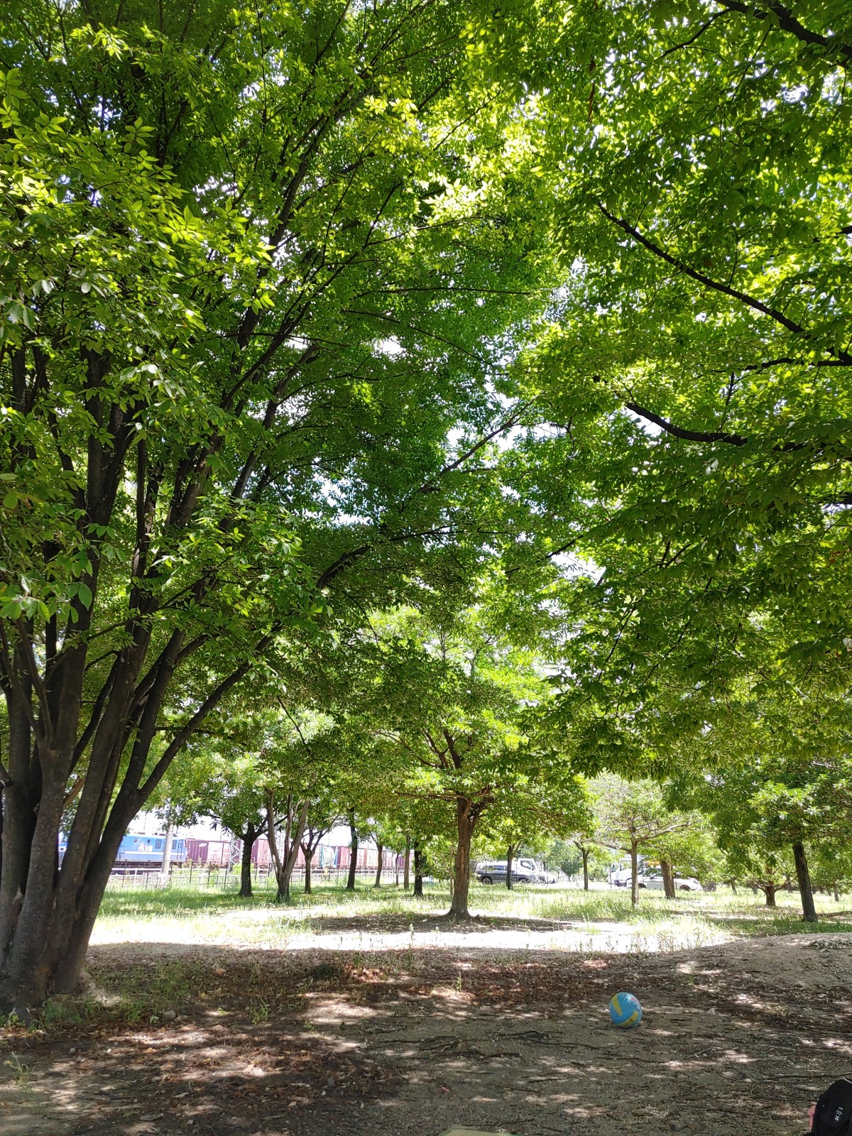 岡山県北長瀬未来ふれあい総合公園　線路沿いの木陰